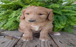 Goldendoodle dogs for sale: Bella - Image 1