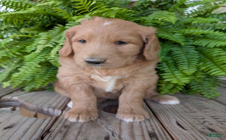 Goldendoodle dogs for sale - Ad 2