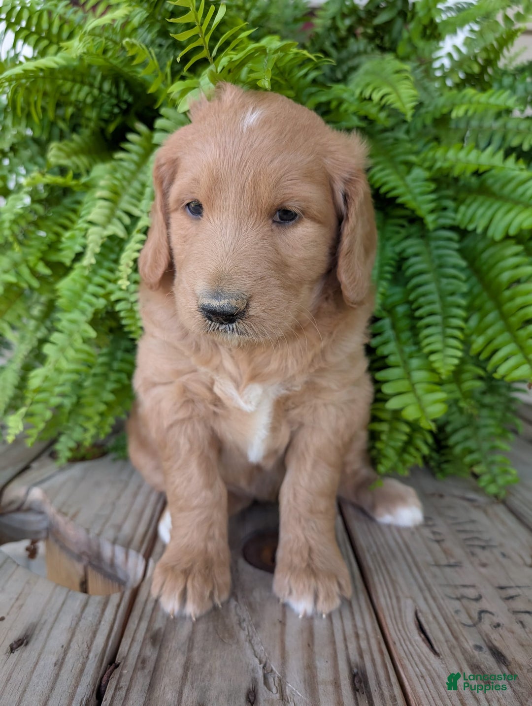 Goldendoodle dogs for sale: Bella - Image 1