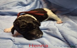 Labradoodle dogs for sale: Henna - Image 1