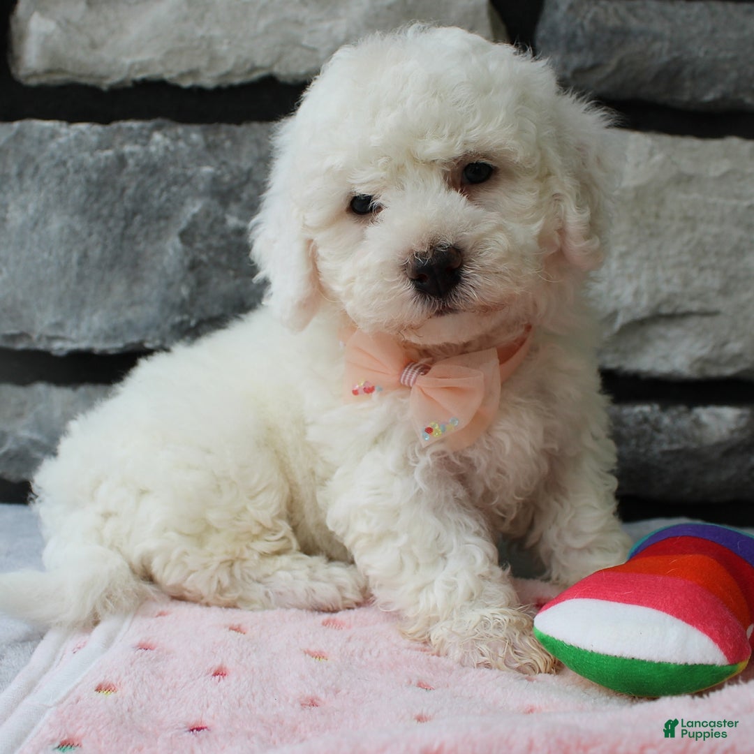 Bichon Frise dogs for sale: Bella - Image 1