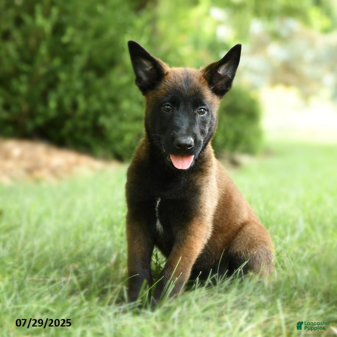 Belgian Malinois dogs for sale: Cinnamon - Image 1