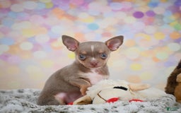 Chihuahua dogs for sale: Tobis - Image 1