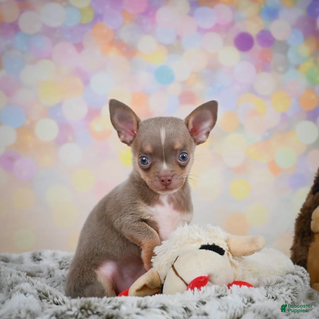 Chihuahua dogs for sale: Tobis - Image 1