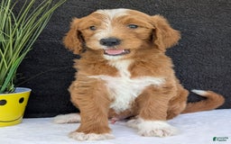 Goldendoodle dogs for sale: Mikey - Image 6