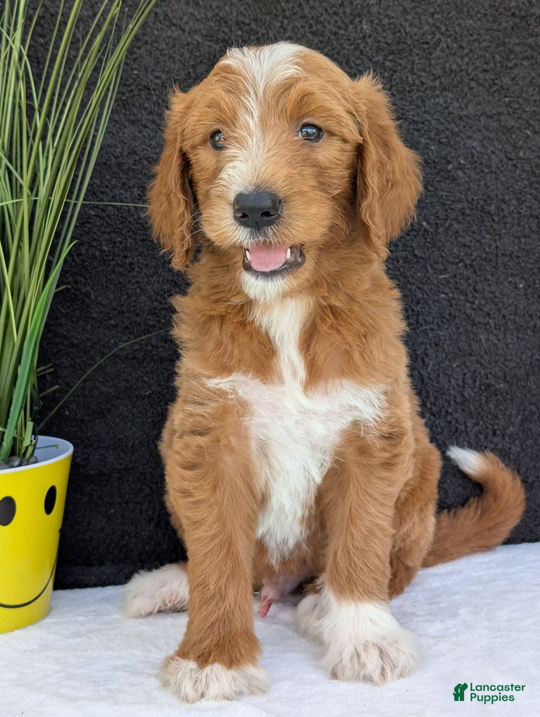 Goldendoodle dogs for sale: Mikey - Image 6