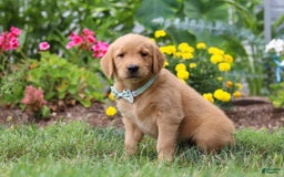 Golden Retriever dogs for sale: Mahlon - Image 2