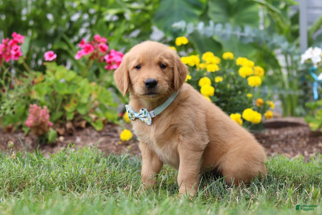 Golden Retriever dogs for sale: Mahlon - Image 2