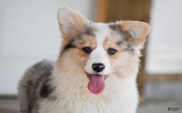 Welsh Corgi Pembroke dogs for sale: Abigail - Image 2