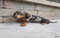 Miniature Dachshund dogs for sale: Sophie - Image 5