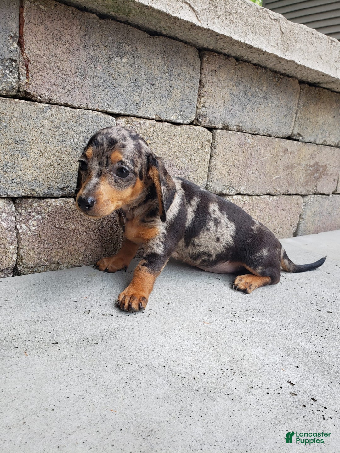 Miniature Dachshund dogs for sale: Sophie - Image 5