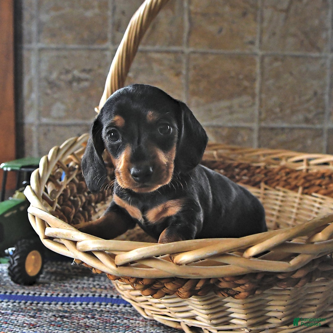 Miniature Dachshund dogs for sale: Sheba - Image 8