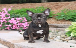 Frenchton dogs for sale: Diamond - Image 1