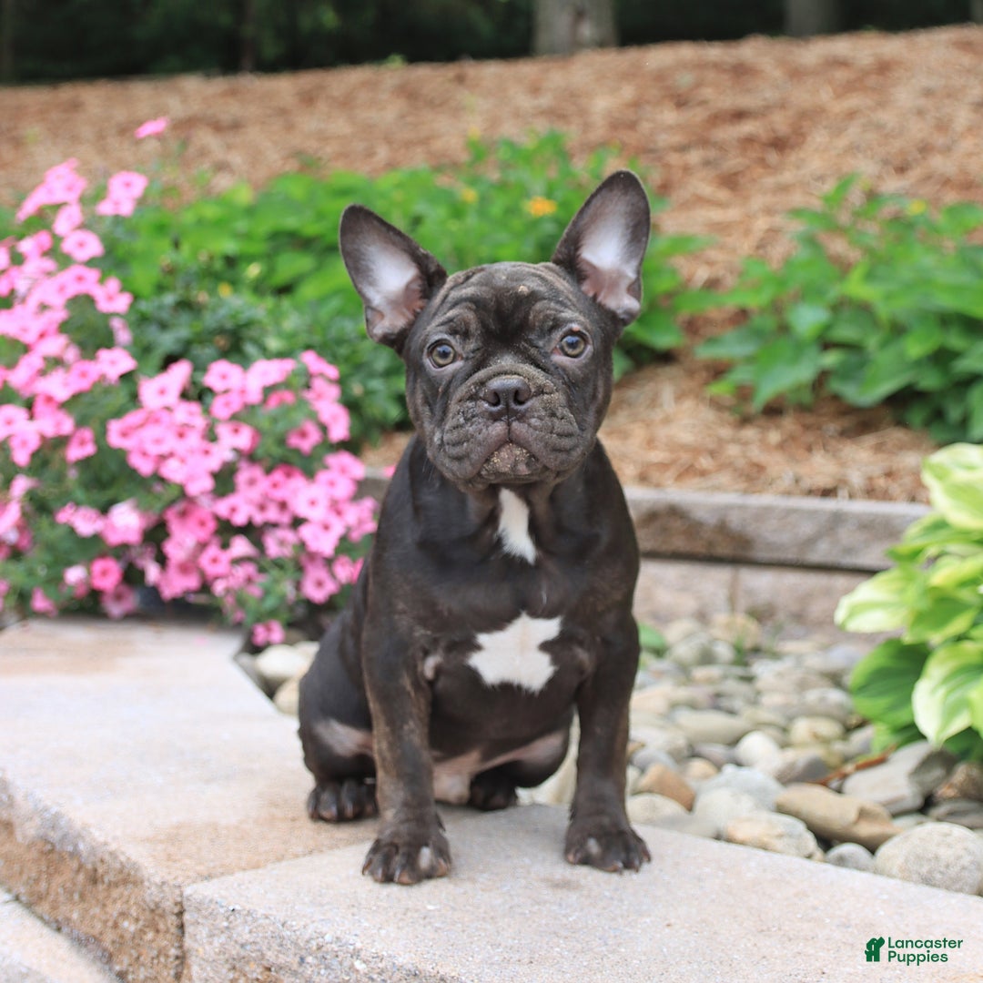 Frenchton dogs for sale: Diamond - Image 1