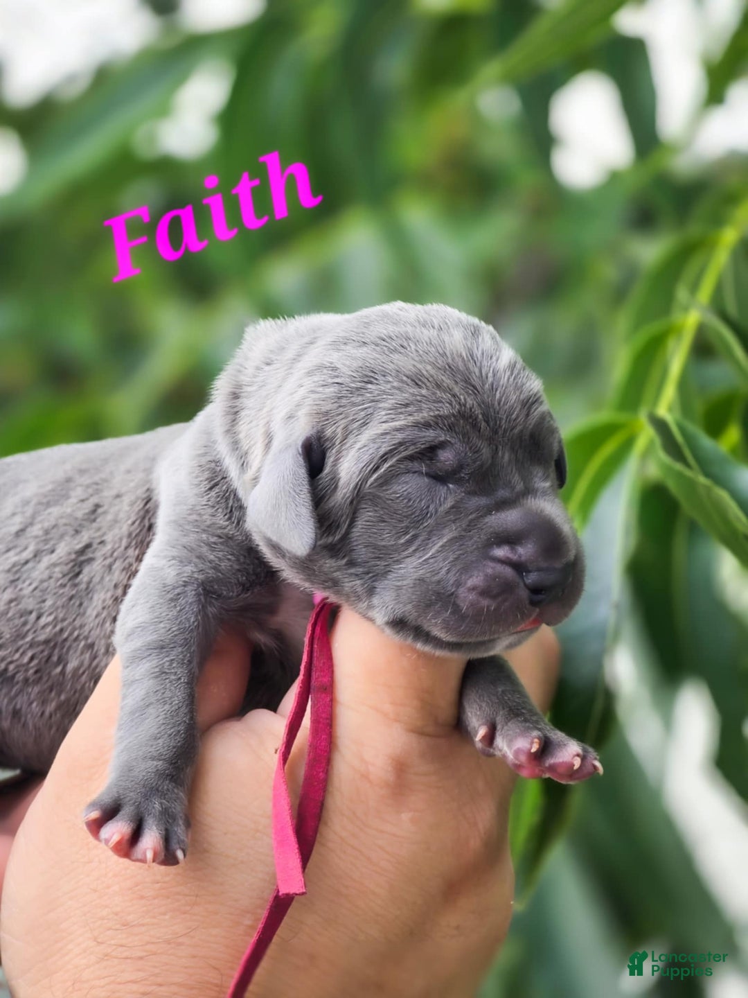 Great Dane dogs for sale: Faith Full Euro - Image 2