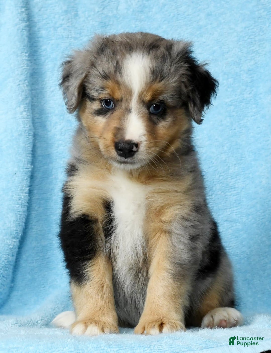 Miniature Australian Shepherd dogs for sale: Alex - Image 3