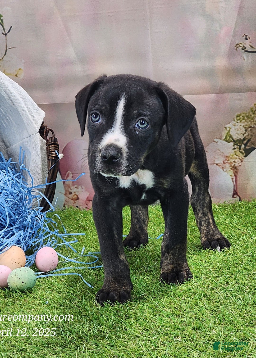 Catahoula Leopard Dog dogs for sale: Juliet 2025 M4 Catahoula Puppy - Image 2