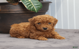 Toy Poodle dogs for sale: Eva - Image 4
