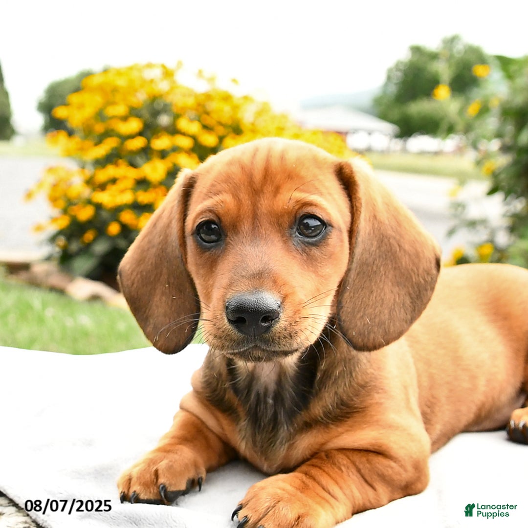 Miniature Dachshund dogs for sale: Champ - Image 5
