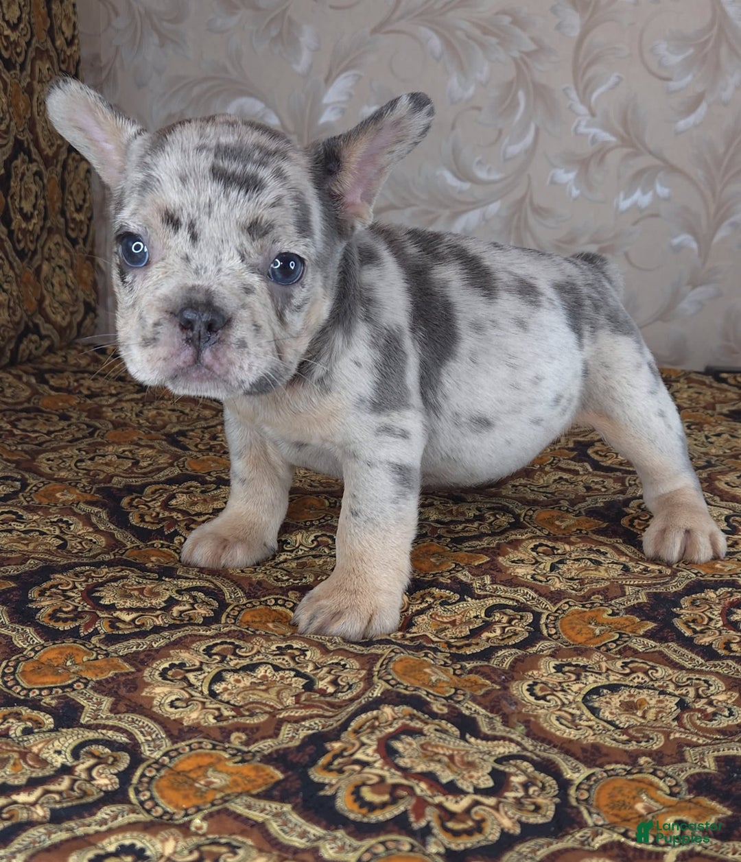 French Bulldog dogs for sale: Honoka - Image 4