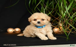 Teddy Bear dogs for sale: Rivers - Image 2