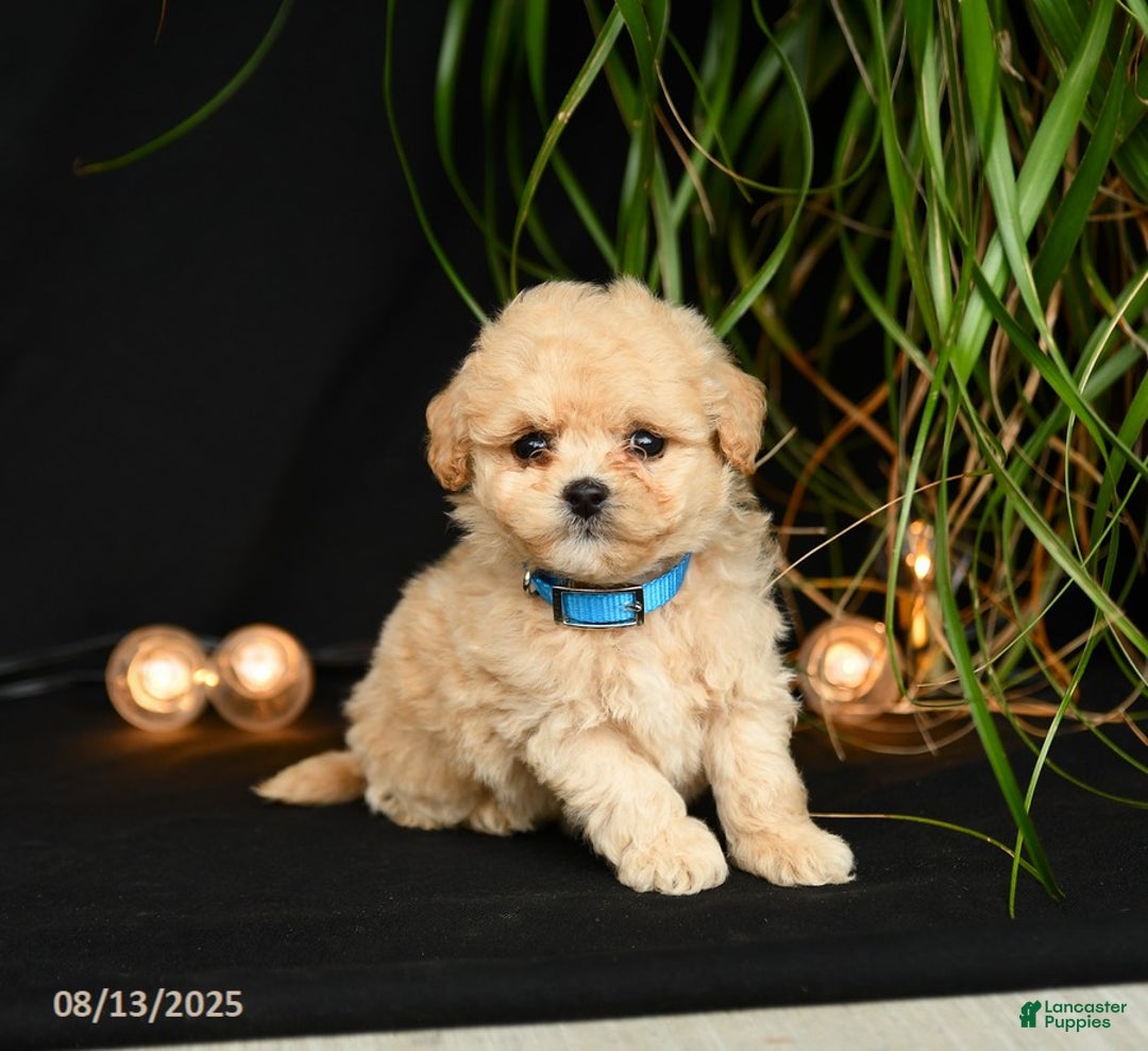 Teddy Bear dogs for sale: Rivers - Image 2