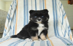Pomsky dogs for sale: Honey - Image 4