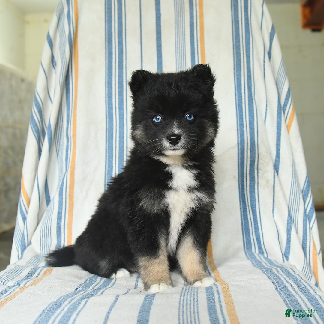 Pomsky dogs for sale: Honey - Image 4
