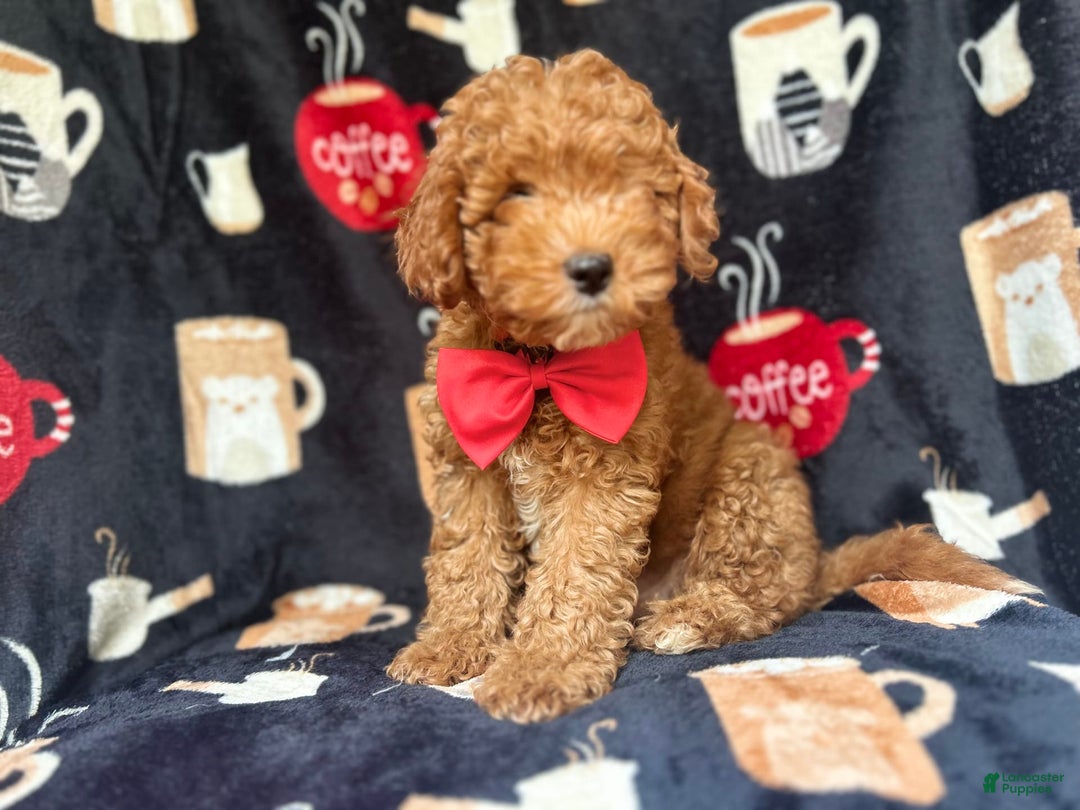 Cavapoo dogs for sale: Mickey - Image 7