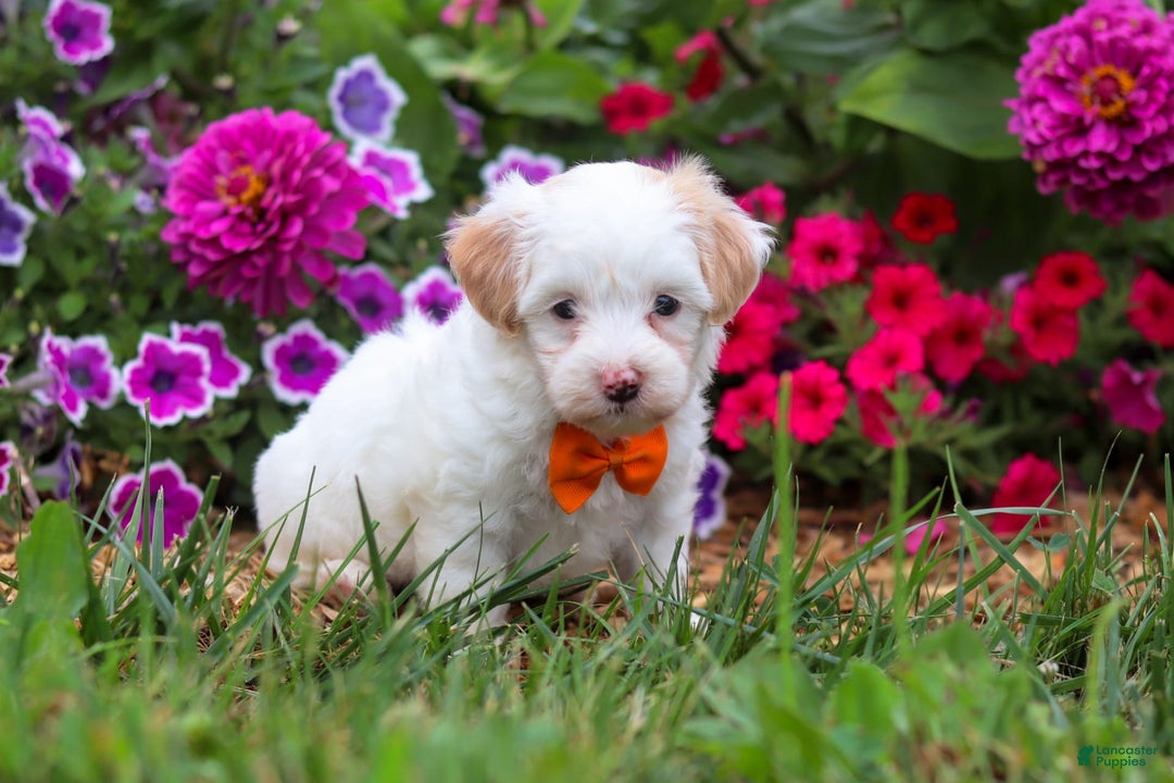 Maltipoo dogs for sale: Timmy - Image 5