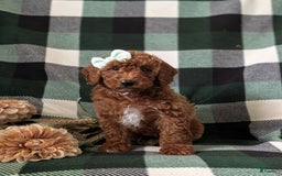 Mini Goldendoodle dogs for sale: Justeen Genetic Testing - Image 3
