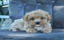 Maltipoo dogs for sale: Honey - Image 3