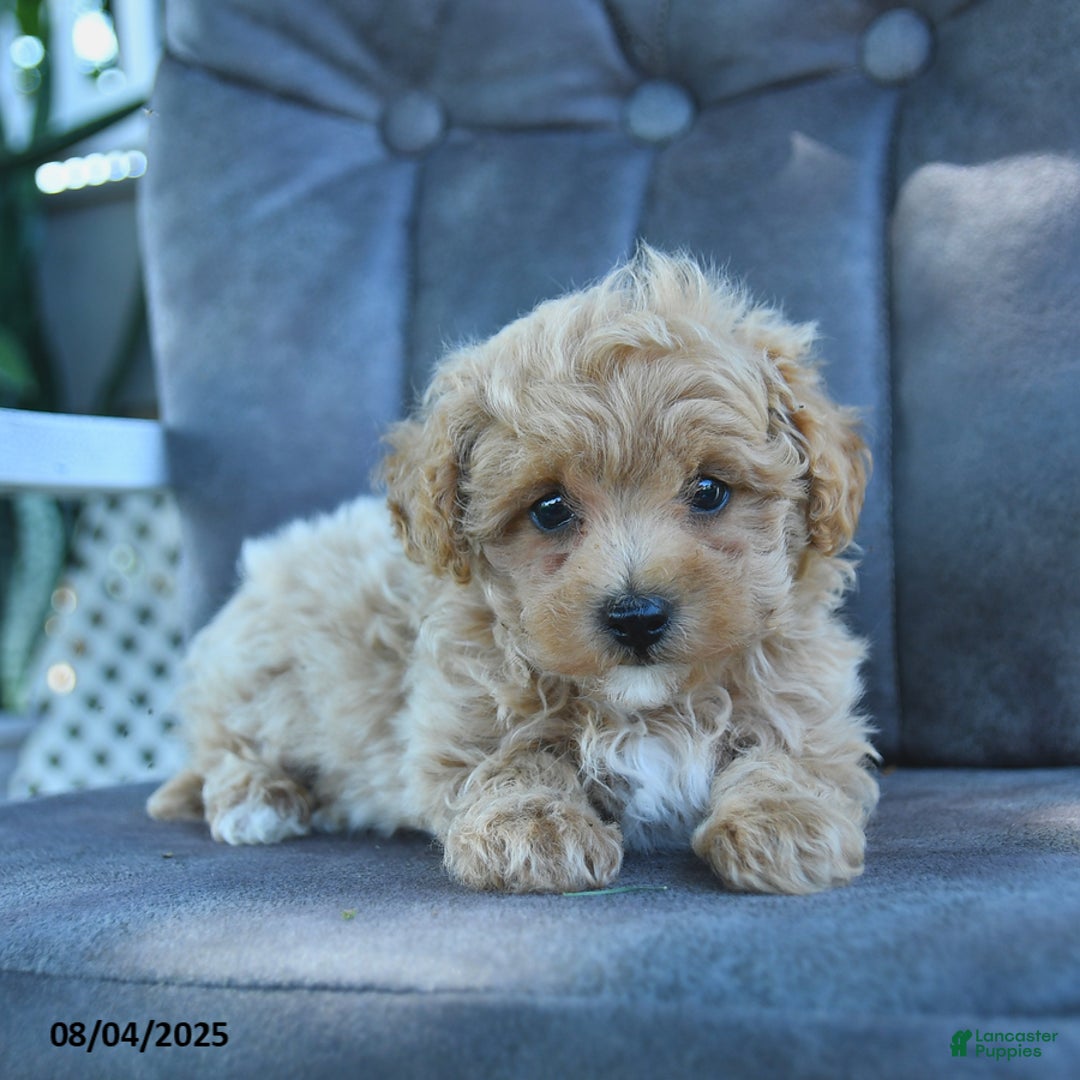 Maltipoo dogs for sale: Honey - Image 3