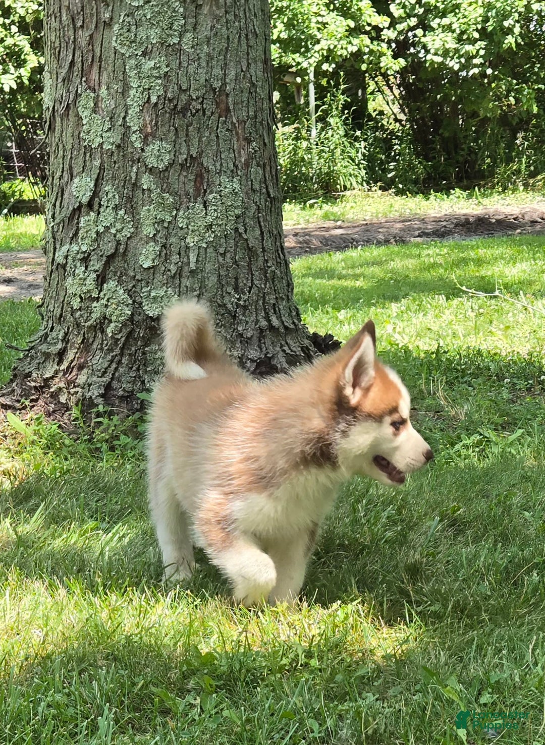 Siberian Husky dogs for sale: Briar - Image 5