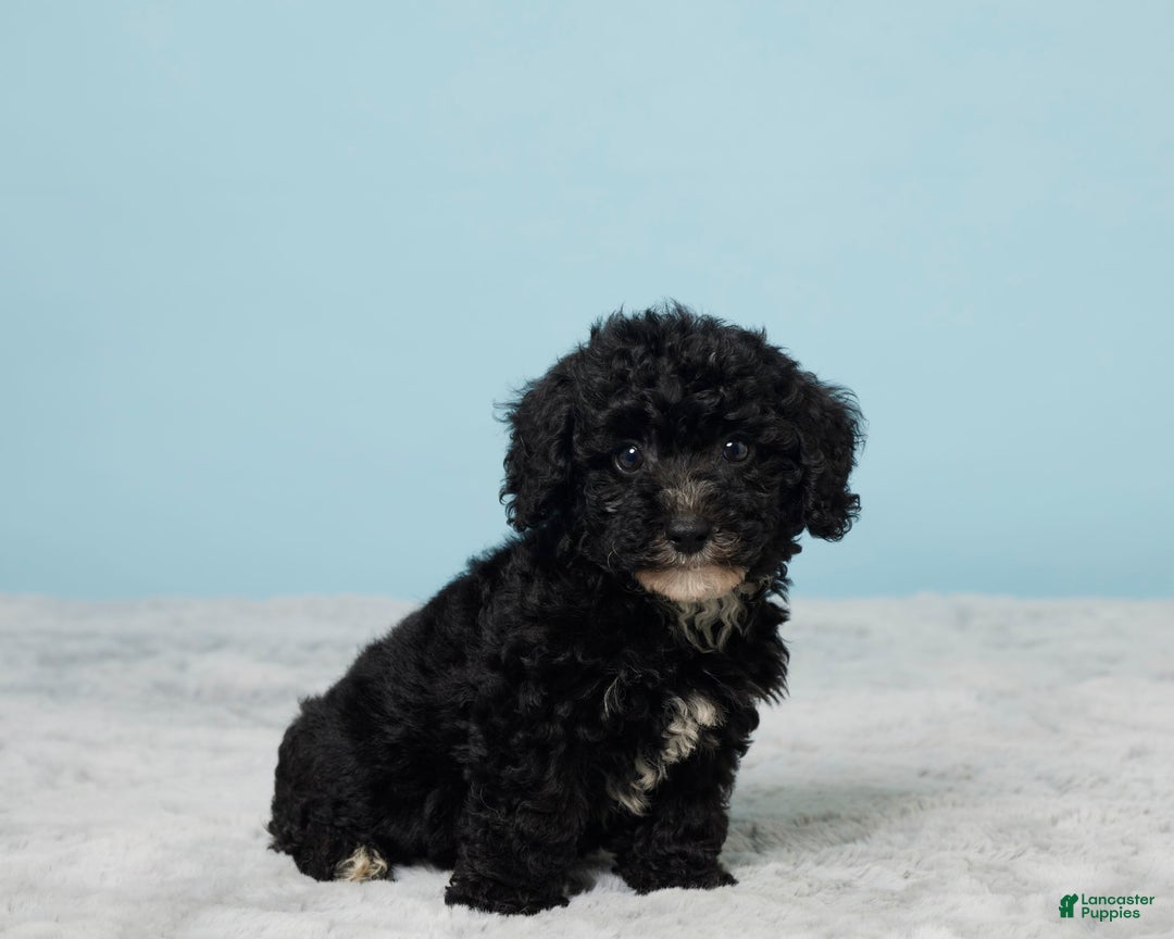 Miniature Poodle dogs for sale: Teddy - Image 2