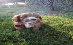 Cavapoo dogs for sale: Tanner - Image 6