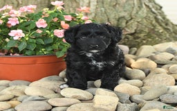 Mini Aussiedoodle dogs for sale: Willy - Image 1