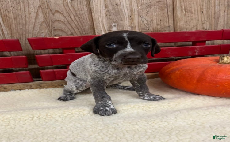 German Shorthaired Pointer dogs for sale - Ad 2