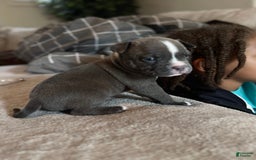 American Bully dogs for sale: Luna - Image 4