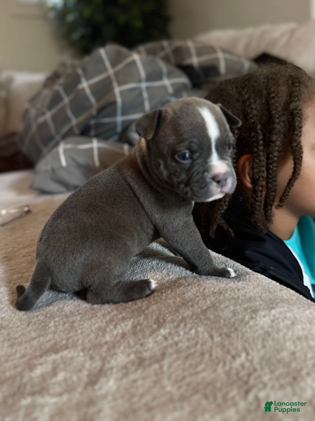 American Bully dogs for sale: Luna - Image 4