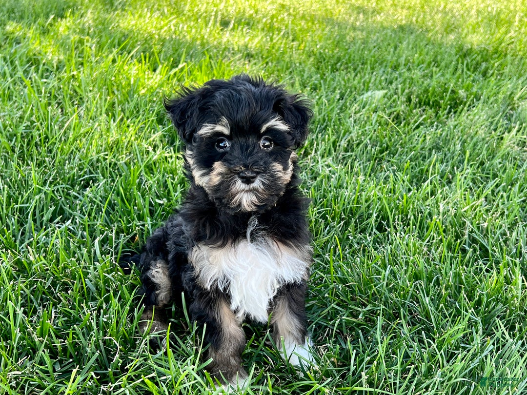 Havapoo dogs for sale: Corey - Image 2