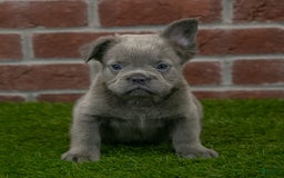 French Bulldog dogs for sale: Rusty - Image 5