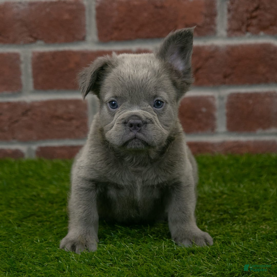 French Bulldog dogs for sale: Rusty - Image 5