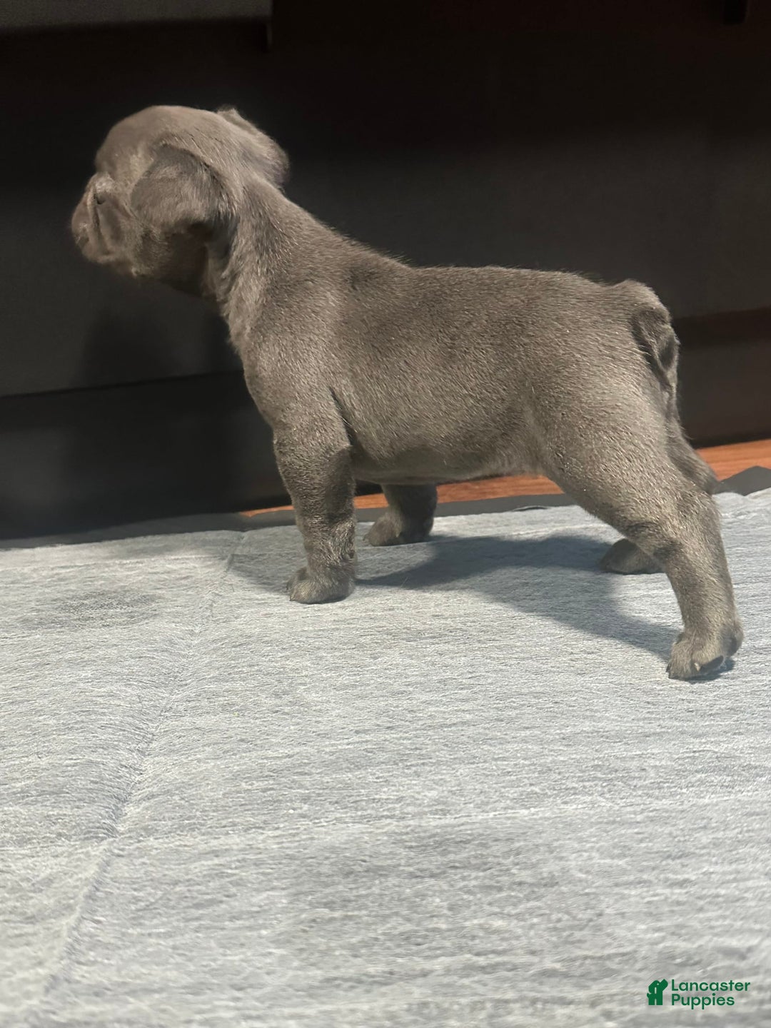 French Bulldog dogs for sale: Ginger - Image 5