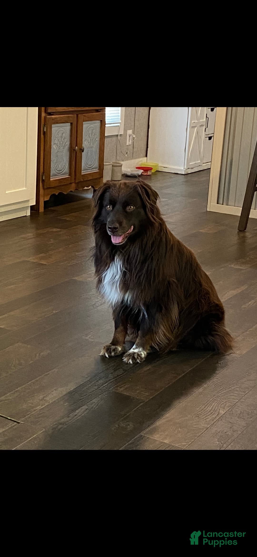 Australian Shepherd dogs for sale: Salty - Image 3