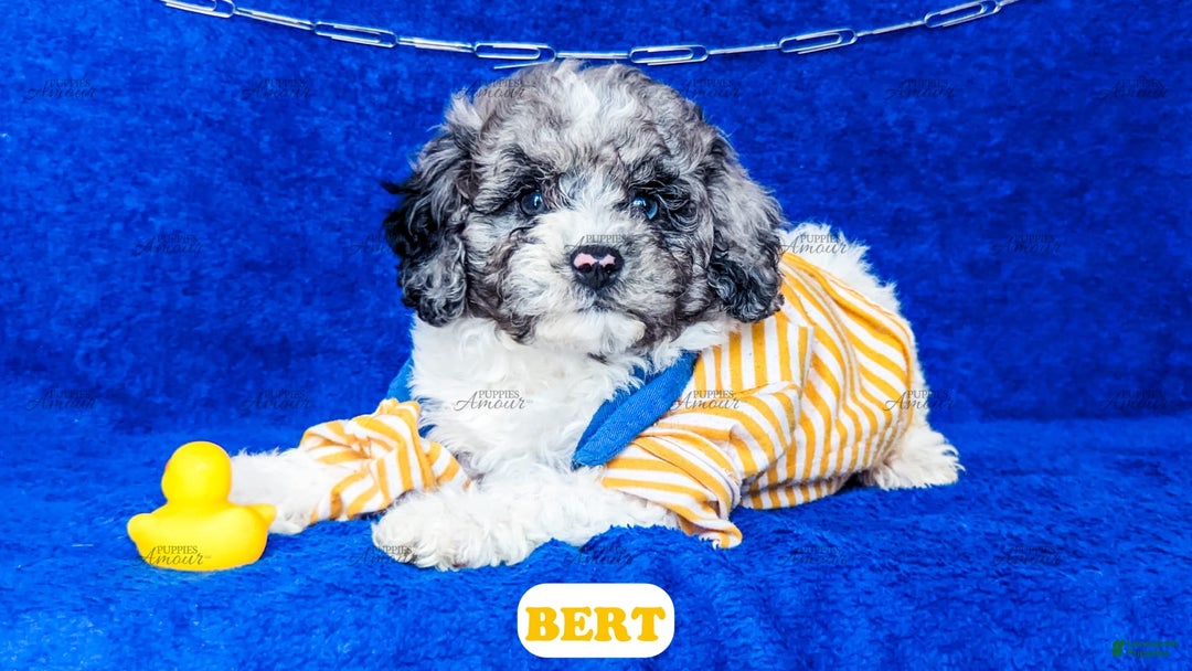 Cavapoo dogs for sale: Bert - Image 5