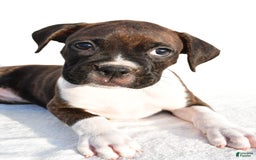 Boxer dogs for sale: Mickey - Image 1