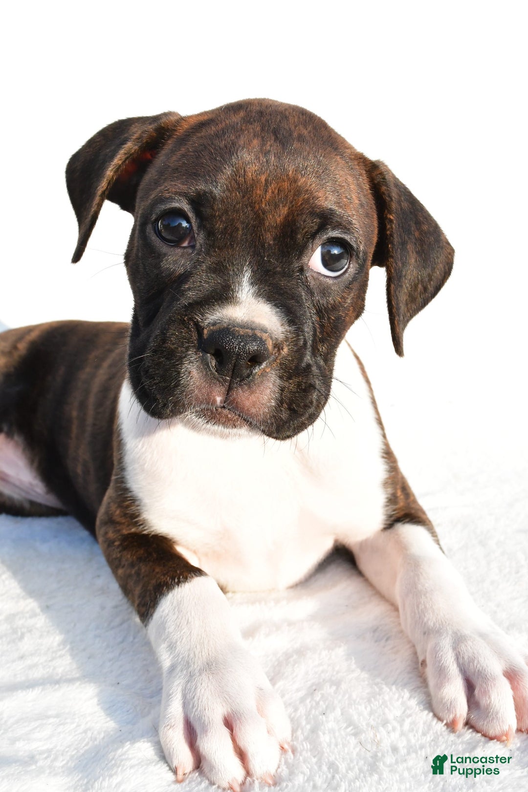 Boxer dogs for sale: Mickey - Image 1