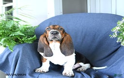 Basset Hound dogs for sale: Cooper - Image 3