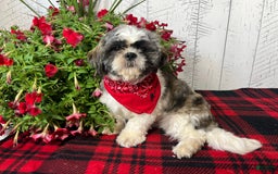 Shih Tzu dogs for sale: Simba - Image 10